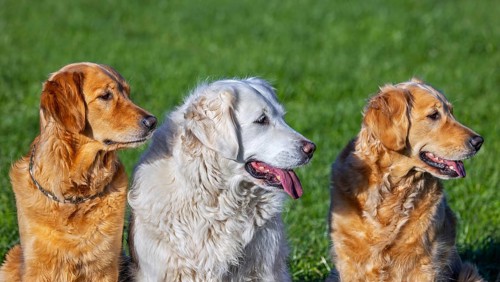 Golden retriever dog with cream coloured coat sitting outside amongst two golden retrievers in