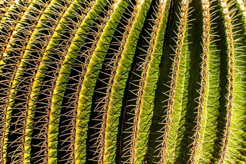 2016, Guatiza, Lanzarote, Jardin de Cactus by Cesar Manrique, ESP, Spain, Canary Islands, Canary