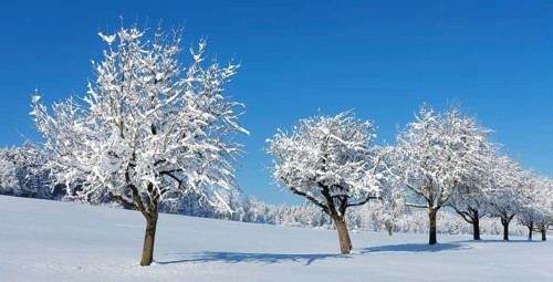 Row of trees covered in deep snow against a blue sky, Horben, Lindenberg, Freiamt, Canton Aargau,