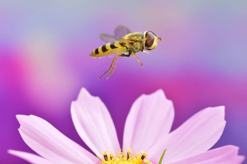 Syrphus ribesii (Syrphus ribesii) in flight on the flower of an ornamental basket (Cosmos