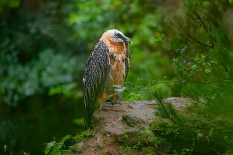 Bearded Vulture (Gypaetus barbatus) adult bird, sitting on a rock, Germany, Europe