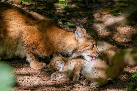 Eurasian lynx (Lynx lynx) mother with her youngsters (cubs) in a forest, Bavaria, Germany, Europe