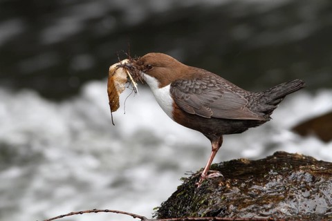 White-throated Dipper (Cinclus cinclus) with nesting material in its beak on mossy stones on the