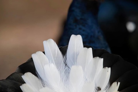 Black Grouse (Tetrao tetrix) Male, Sweden, Europe