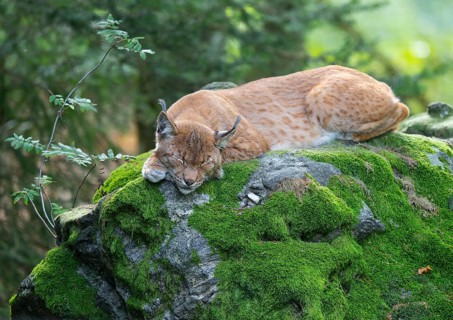 Eurasian lynx (Lynx lynx) lying on a moss-covered rock in the forest and sleeping, Germany, Europe
