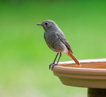 Black redstart (Phoenicurus ochruros), female standing on a bird bath, Lower Saxony, Germany,