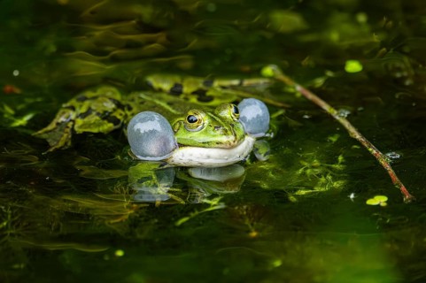 Edible frog (Pelophylax esculentus) in a little lake in the water, Bavaria, Germany, Europe