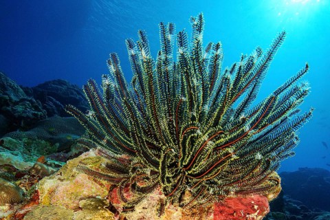 Close-up of Noble feather star (Comaster nobilis) Hair star filters zooplankton phytoplankton from