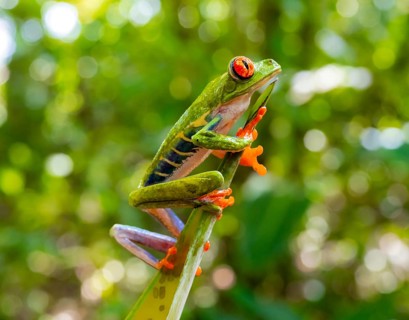 Red-eyed tree frog (Agalychnis callidryas), sitting on a branch, Heredia province, Costa Rica,
