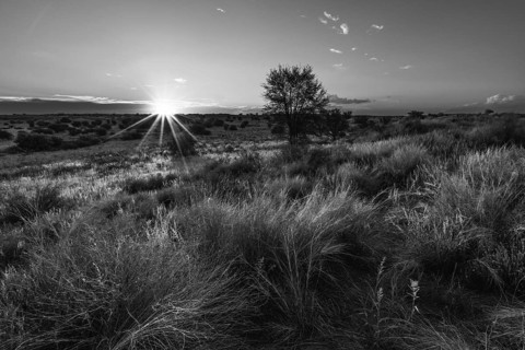 African sunrise in black and white. The sun shows sun rays as it just comes over the horizon.