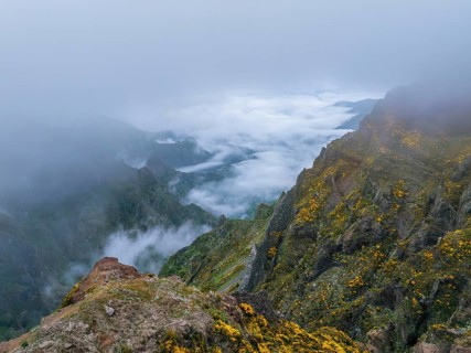 A mountain covered in fog and clouds with blooming Cytisus shrubs. Near Pico de Arieiro, Madeira