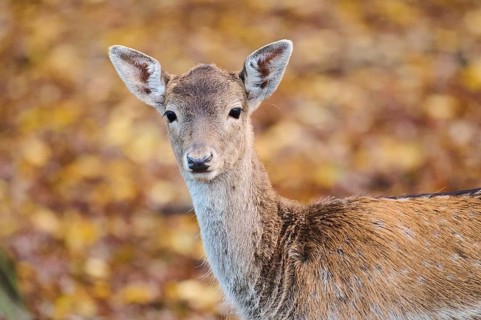 European fallow deer (Dama dama) doe, portrait, in a forest, Bavaria, Germany, Europe