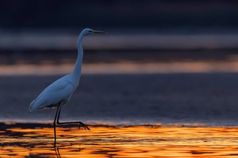 Great White Egret, (Egretta alba), walking through the sun-coloured water of a fish pond, Lusatia,