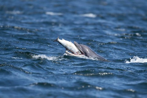 Common bottlenose dolphin (Tursiops truncatus) adult marine mammal eating a salmon fish on the