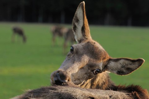 A deer grooming its fur on a green meadow, other animals in the background, red deer (Cervus
