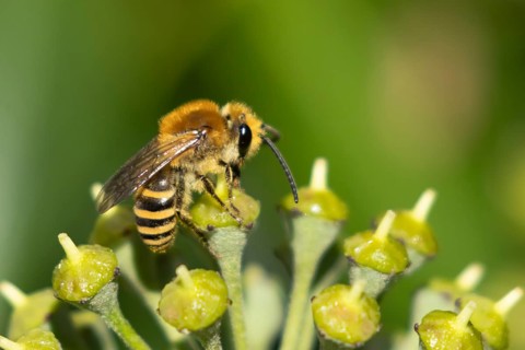Ivy bee (Colletes hederae) adult insect feeding on an ivy plant flowers in the summer, England,