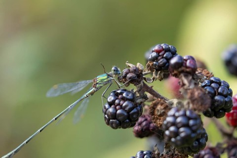 Emerald damselfly (Lestes sponsa) adult insect on a blackberry fruit in the summer, England, United