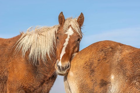 Two horses are standing next to each other, one of them has a white spot on its face. The scene is