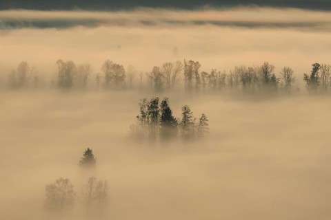 Foggy mood, fog, morning light, backlight, autumn, Loisach-Lake Kochel-Moor, foothills of the Alps,