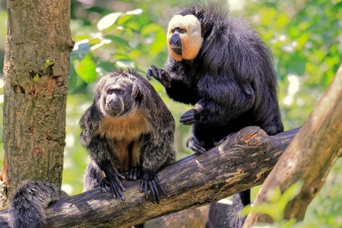 White-headed saki (Pithecia pithecia), adult, on tree, pair, male, female, fur care, social