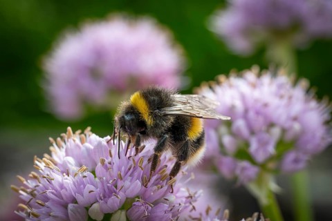 Close-up of a bumblebee on a purple flower against a blurred background, Royal Botanic Gardens (Kew
