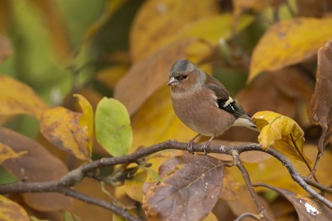 Eurasian chaffinch (Fringilla coelebs) adult male bird on a garden Magnolia tree with autumn colour