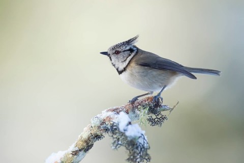 Crested tit Lophophanes cristatus adult bird on a snow covered tree branch in winter, Scotland,
