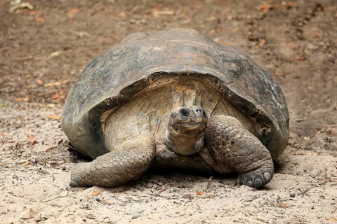 Galapagos giant tortoise (Chelonoidis niger), adult, foraging, captive, Galapagos Islands, Ecuador,