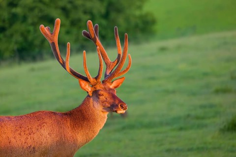 Portrait of an Altai maral stag, Altai wapiti or Altai elk (Cervus canadensis sibiricus) in the