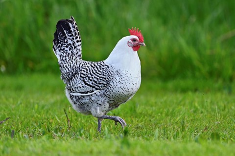 East Frisian Gull standing in a meadow, chicken breed with good utilisation characteristics, Texel,