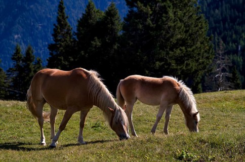 Haflinger horses with foal (Equus ferus caballus) on the pasture, mountain meadow, Vigiljoch near
