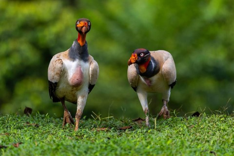 King vulture (Sarcoramphus papa), cock, vulture birds (Aegypiinae), Laguna del Lagarto Lodge,