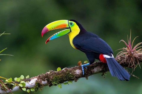 Fishing Toucan (Ramphastos sulfurantus), Toucans (Ramphastidae), Laguna del Lagarto Lodge,