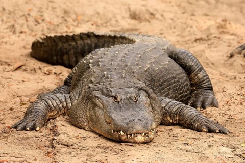 Mississippi Alligator (Alligator mississippiensis), pike alligator, adult, lying, friendly,