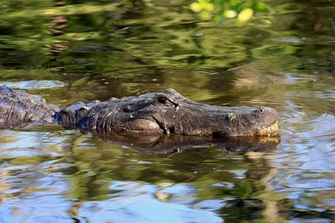 Mississippi Alligator (Alligator mississippiensis), pike alligator, adult, portrait, in water,