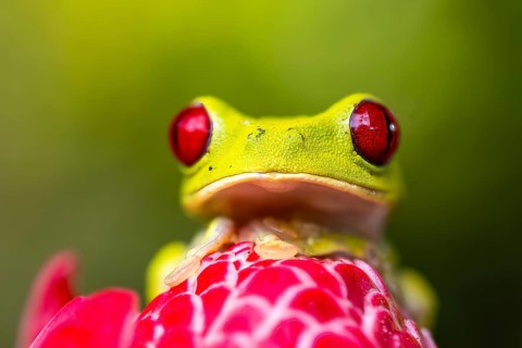 Red-eyed tree frog (Agalychnis callidryas), frogs (Rana), Costa Rica, Central America