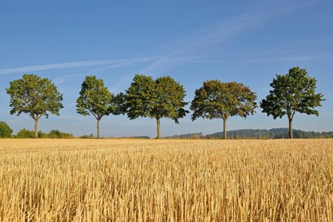 Row of trees, maple (Acer) on a stubble field, blue sky, North Rhine-Westphalia, Germany, Europe