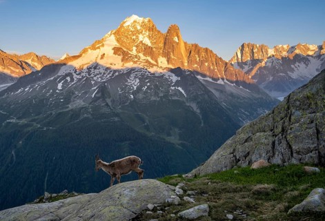 Alpine ibex (Capra ibex), in front of a mountain panorama at sunset, mountain peaks Grandes