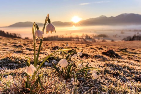 Flowers at sunrise, frost, fog, mountain landscape, spring, rays of sunshine, Marchberry (Leucojum