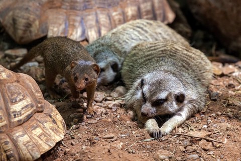 Meerkat (Suricata suricatta) and dwarf mongoose (Helogale), captive, Germany, Europe
