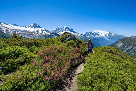 Mountaineer on hiking trail between alpine roses, mountain panorama with glaciated mountain peaks,