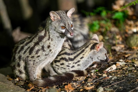 Two Common genets (Genetta genetta), cuddling wildlife in a forest, Montseny National Park,