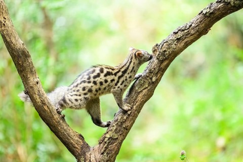 Common genet (Genetta genetta), climbing on a tree wildlife in a forest, Montseny National Park,