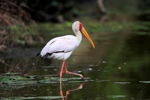 Glutton (Mycteria ibis), adult, in the water, foraging, Kruger National Park, Kruger National Park,
