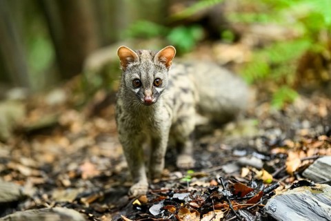 Common genet (Genetta genetta), cub wildlife in a forest, Montseny National Park, Catalonia, Spain,
