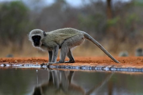 Vervet Monkey (Chlorocebus pygerythrus), adult, drinking, at the water, Kruger National Park,