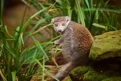 Crowned lemur (Eulemur coronatus) sitting on the ground, Germany, Europe