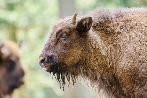 European bison (Bison bonasus) portrait in a forest in spring, Bavarian Forest, Germany, Europe