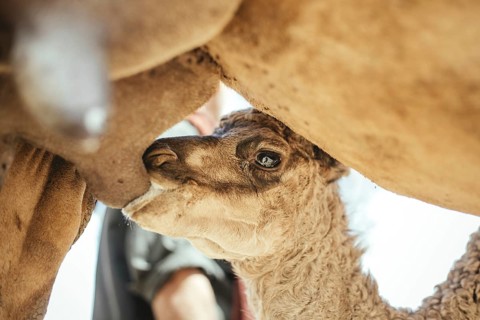 Camel calf suckling on its mother's udder on the camel farm of Sheikh Ahmed Ali Al-Mahri, camel