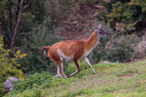 One male guanaco (Lama guanicoe) walks over steep terrain